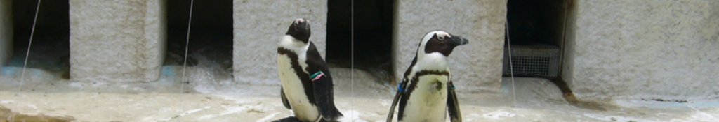 シティサイクルのココに注目！！